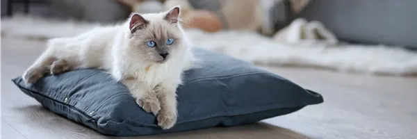 Chat