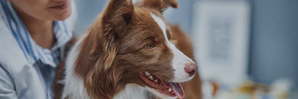 Chien