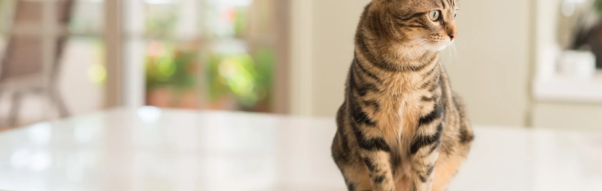 Chatons blancs aux yeux bleus