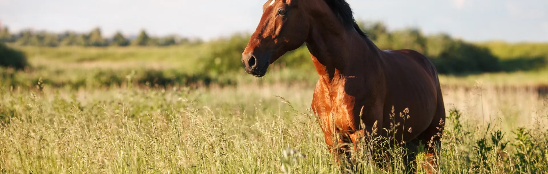 Chevaux galopant au coucher du soleil - Services vétérinaires équins