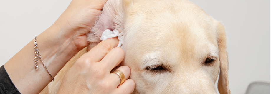 nettoyage oreille chien