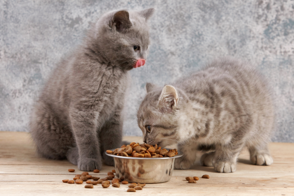 deux chatons qui mangent dans une gamelle