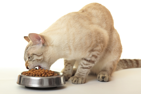 chat adulte qui mange ses croquettes