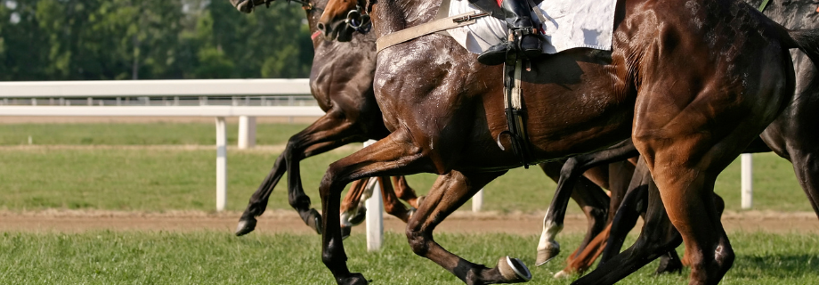 coup de sang cheval