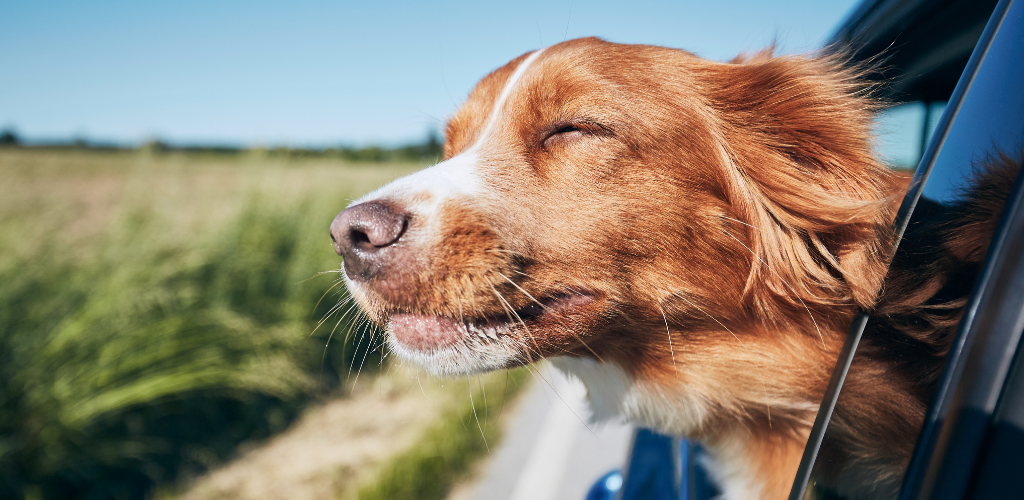 chien qui passe sa tête par la fenêtre d'une voiture