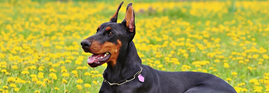 Doberman