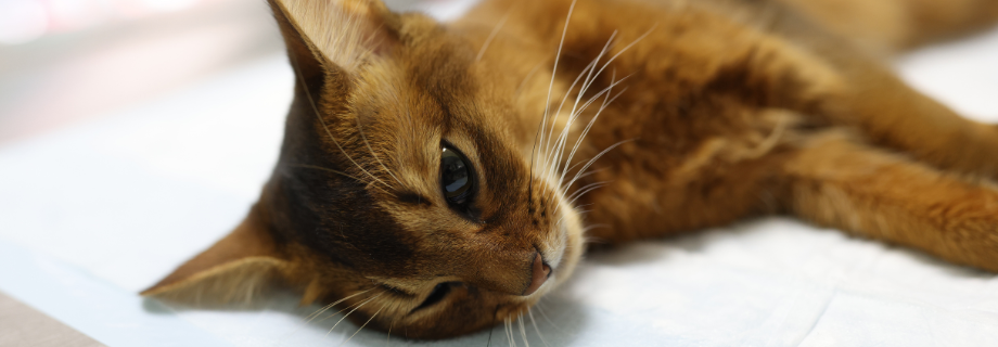chat roux malade allongé