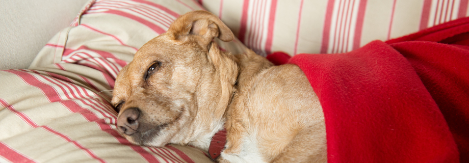 chien endormi allongé avec une couette rouge sur lui