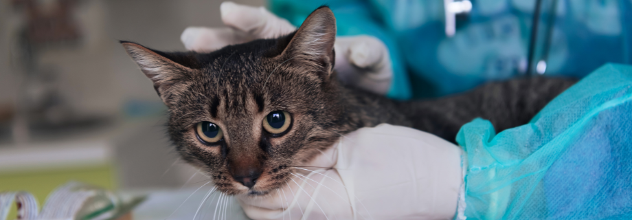 chat qui se fait manipuler par un vétérinaire