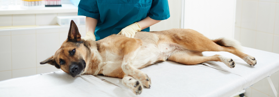 chien allongé sur une table qui se fait ausculter par un vétérinaire