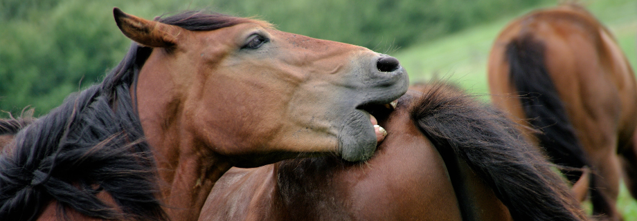 cheval qui se gratte