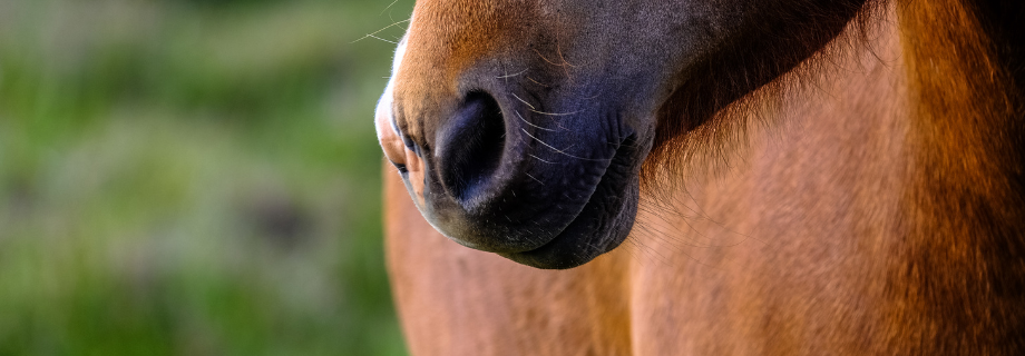 zoom sur le naseau d'un cheval