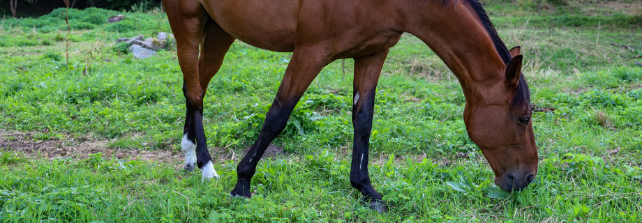 cheval qui mange de l'herbe