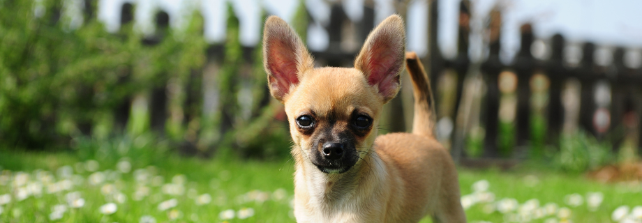 chihuahua