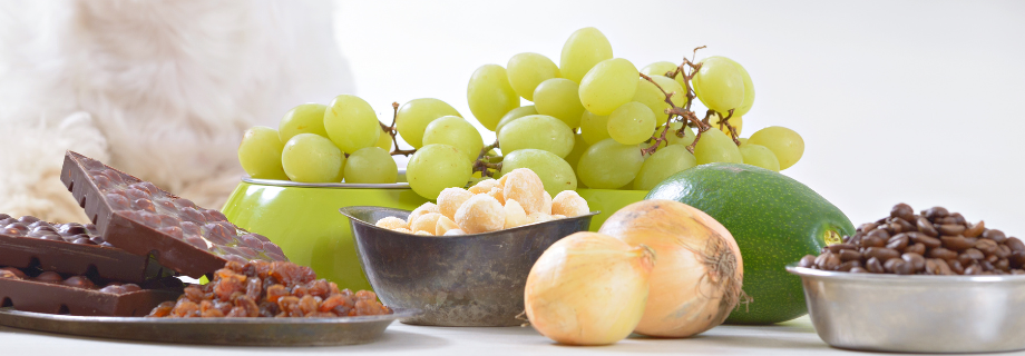 zoom sur les aliments qui sont toxiques pour le chat : raisin, chocolat, oignon et avocat