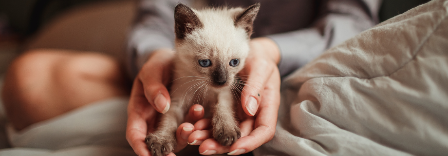 chaton tenu dans les mains d'une femme