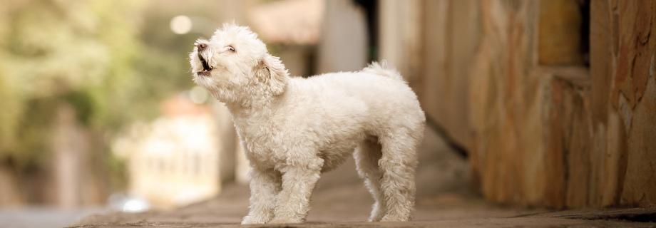 chien qui aboie