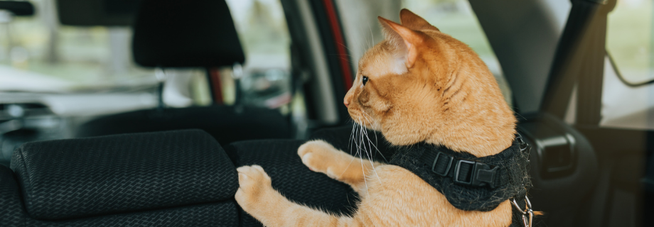 chat roux attaché en voiture
