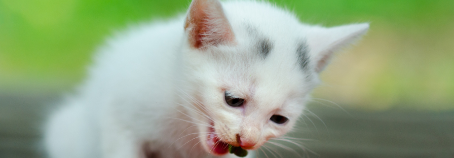 chaton qui mange une friandise