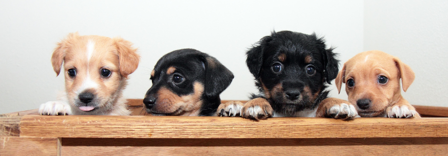 plusieurs chiots