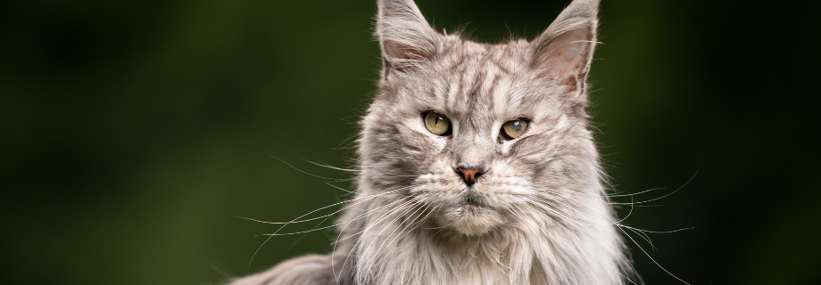 Maine Coon