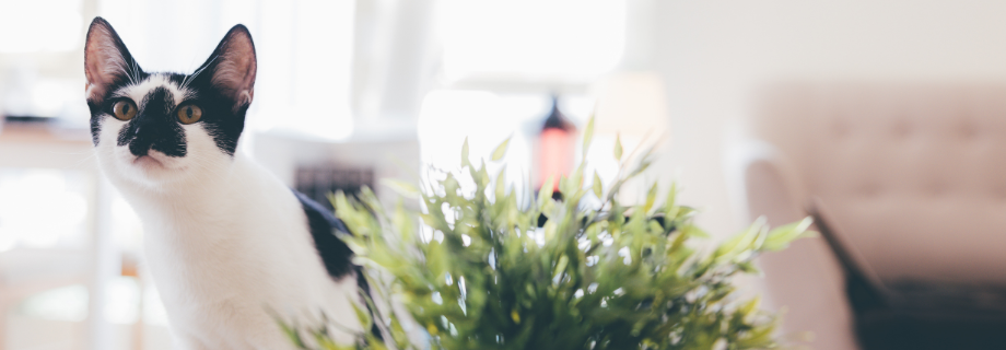 chat noir et blanc assis sur une table basse près d'une plante verte