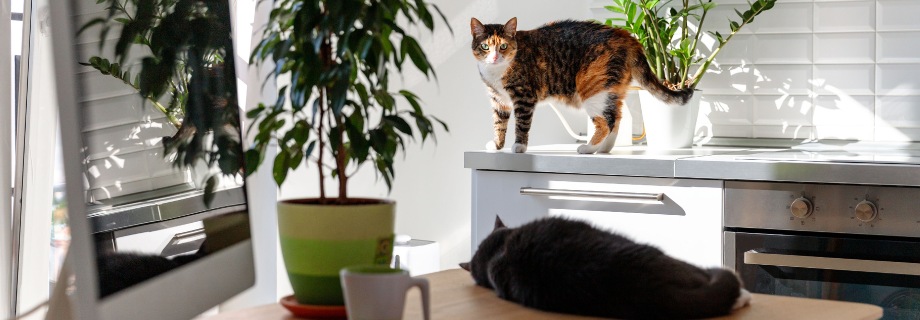 chats en intérieur