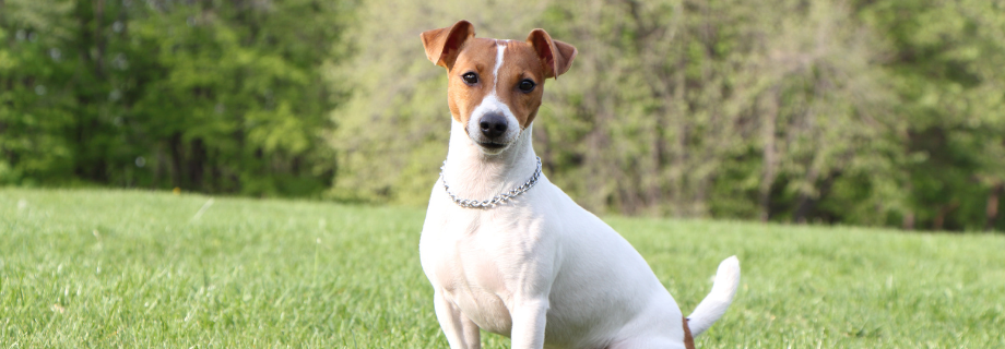 Jack Russel Terrier