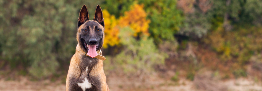 Malinois