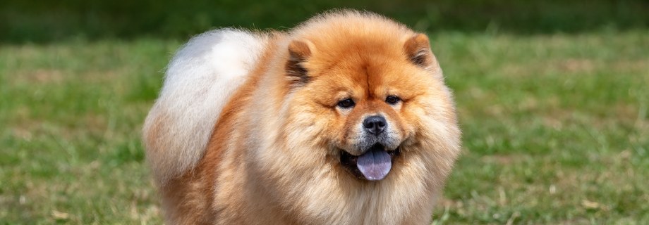 Chow Chow