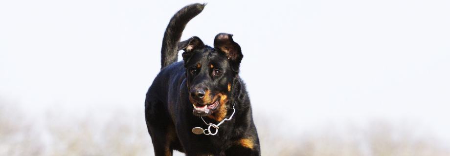 Beauceron