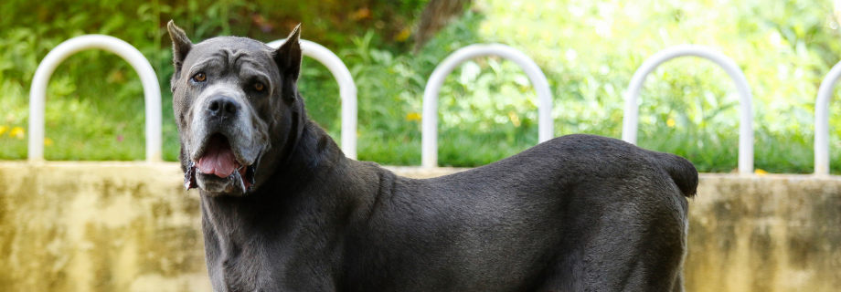 Cane Corso