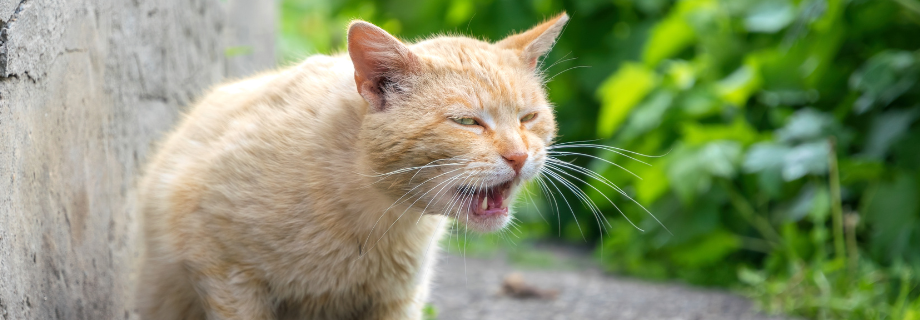 chat roux assis dehors qui s'apprête à vomir