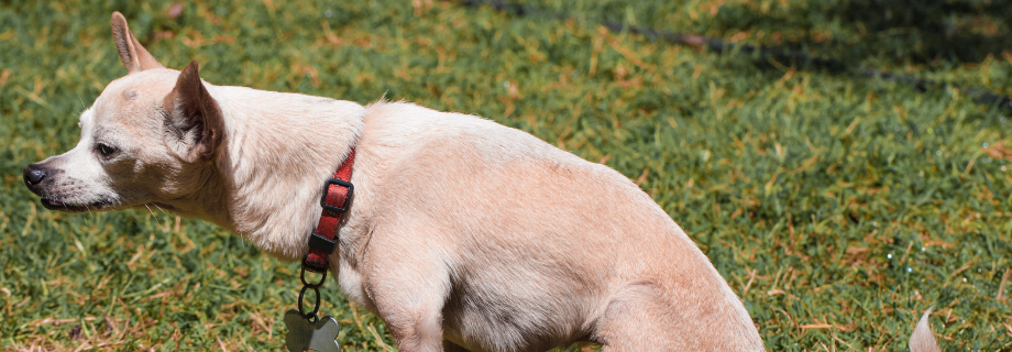 chihuahua qui tente d'uriner dans la pelouse