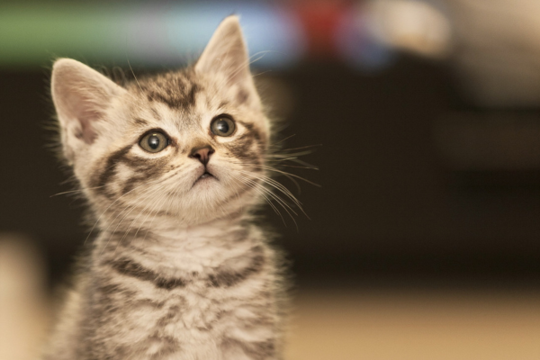 chaton gris assis