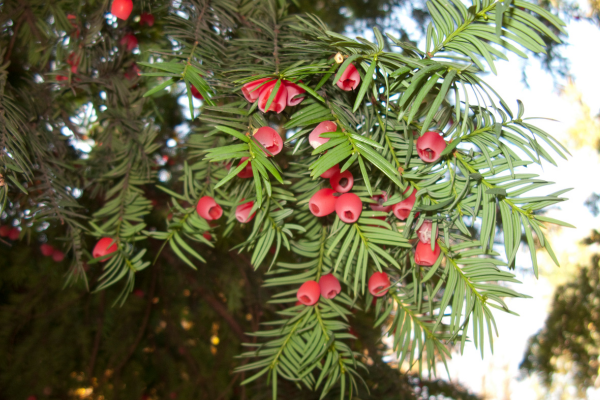 Taxus baccata