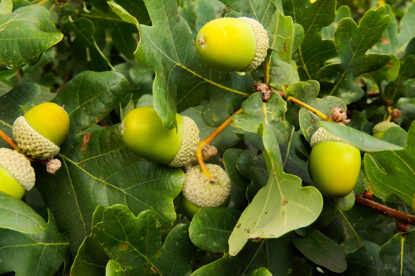 Quercus spp