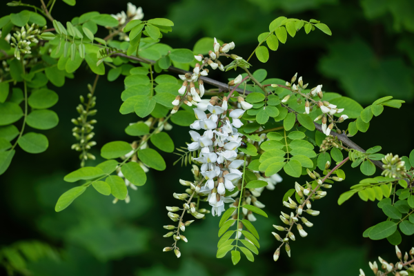 Robinia pseudoacacia