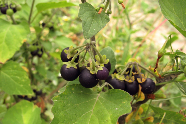 Solanum nigrum