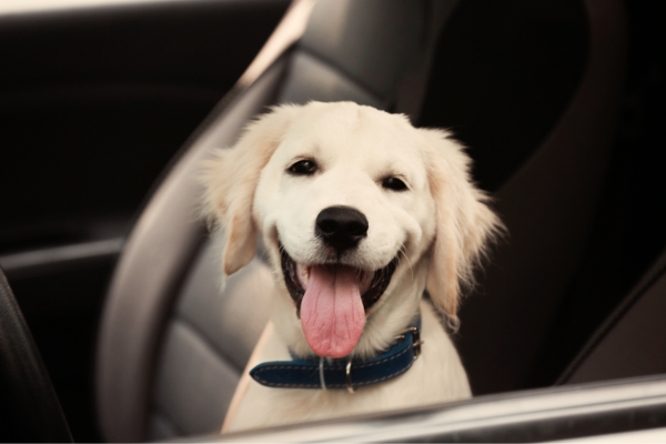 chien en voiture