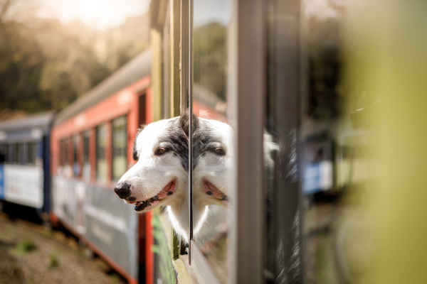 chien qui passe sa tête par le wagon d'un train
