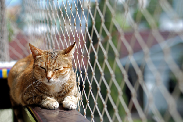 chat roux allongé sur le rebord d'un balcon protégé par un grillage