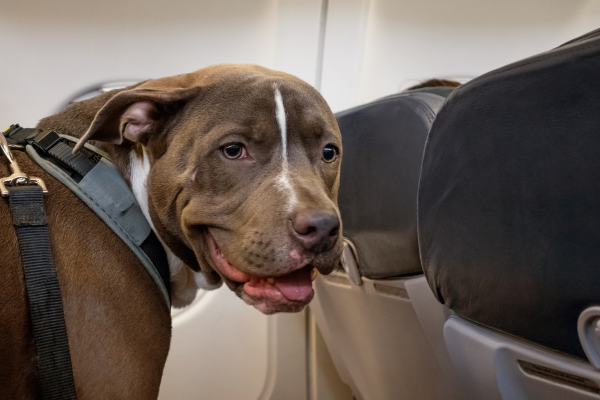 chien assis sur siège d'avion