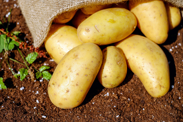 pomme de terre crue