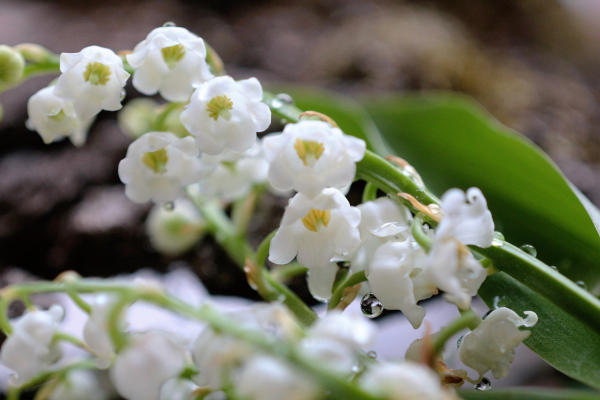 muguet