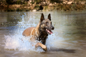 malinois qui court dans l'eau