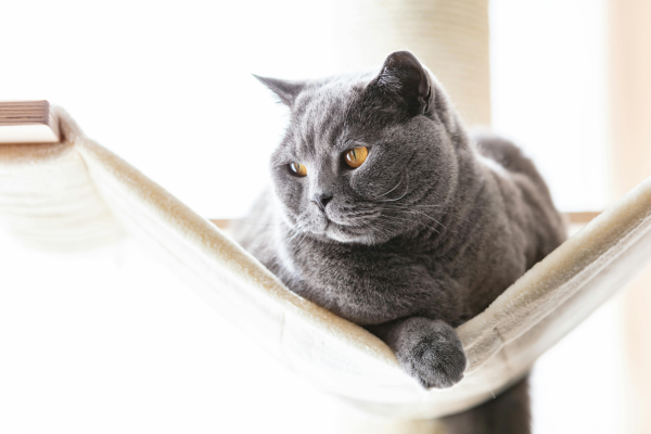 tête British Shorthair