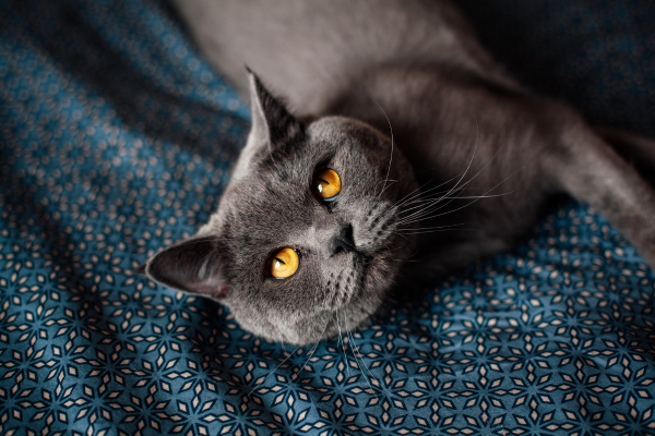 yeux British Shorthair