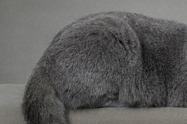 fourrure British Shorthair