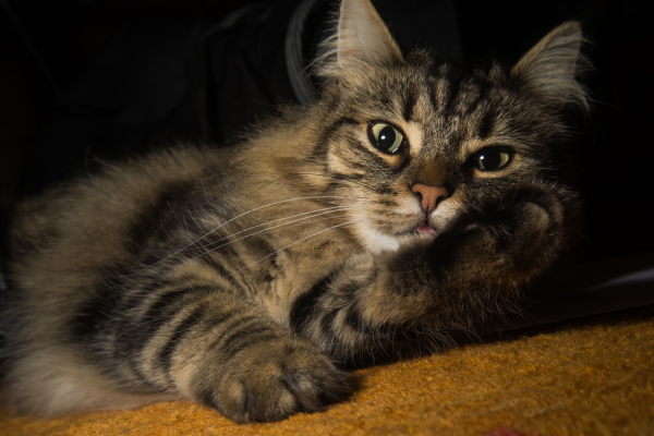 chat norvégien qui se lèche les pattes